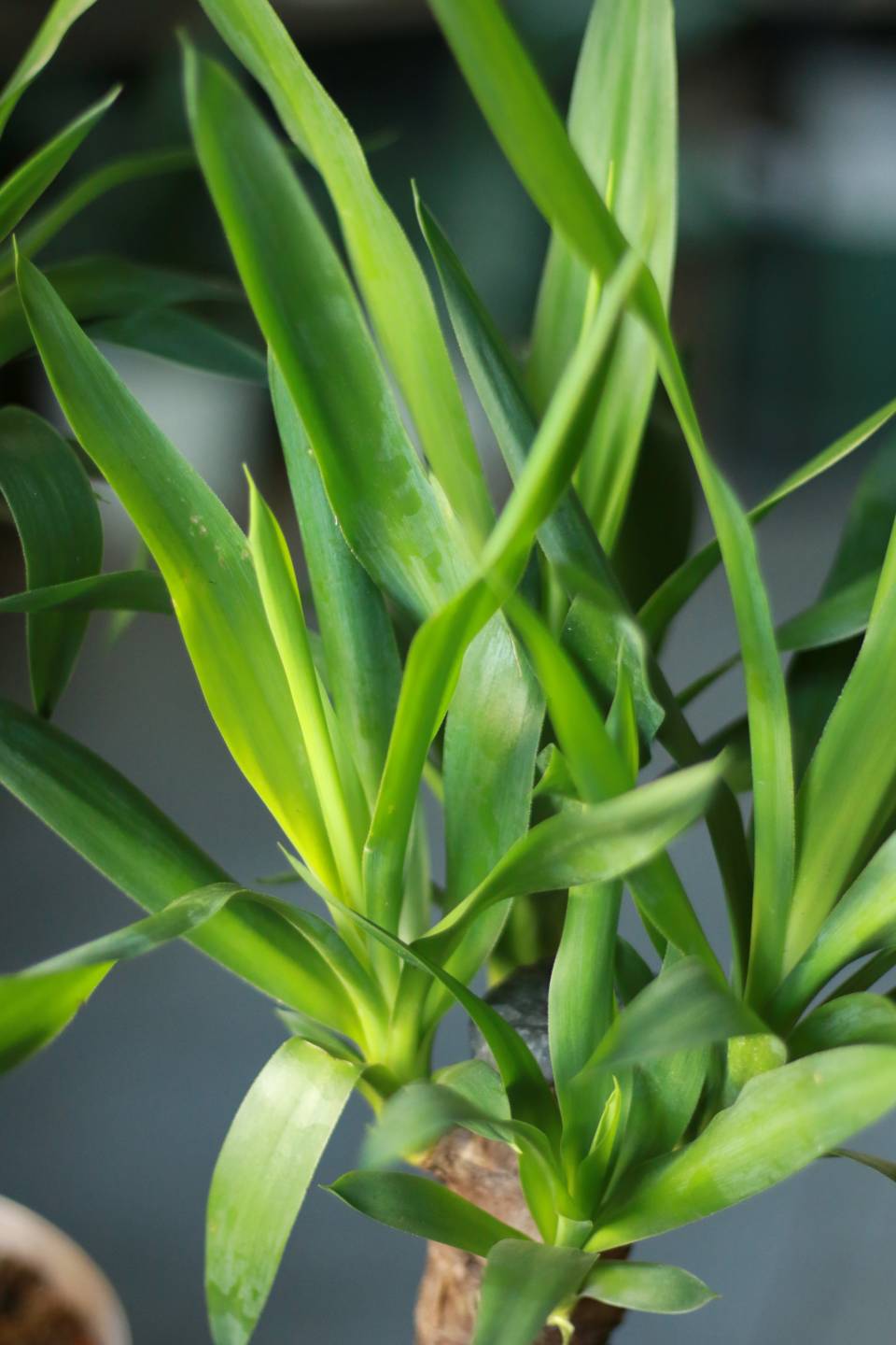 Юкка (Yucca) - подарочное оформление