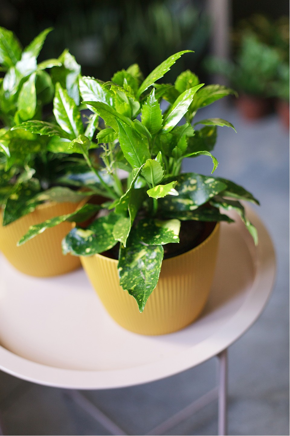 Аукуба (Aucuba) 20см - с доставкой по Минску