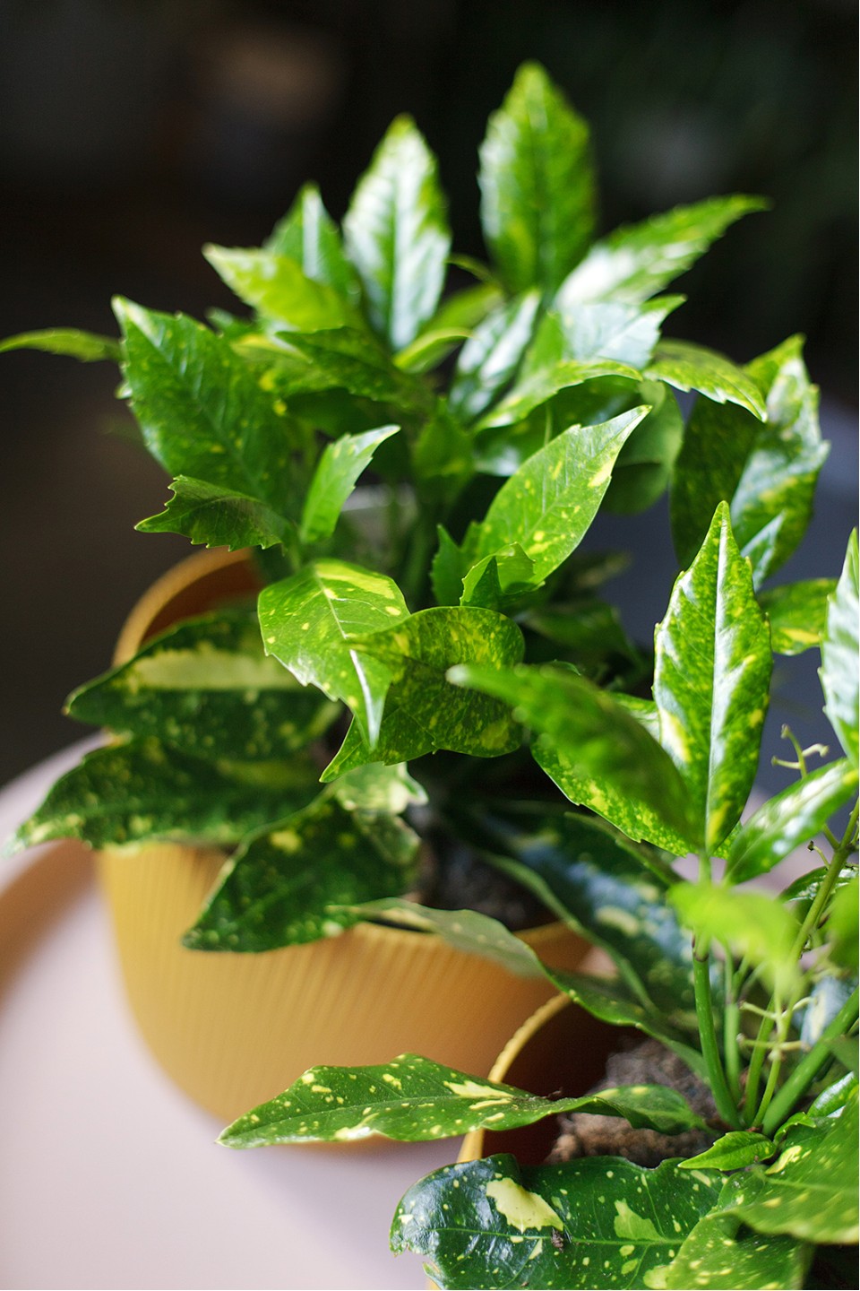 Аукуба (Aucuba) 20см - с добавлением зелени