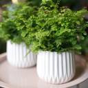 Адиантум (Венерин волос) 25-12 - быстрая доставка в Минске - миниатюра