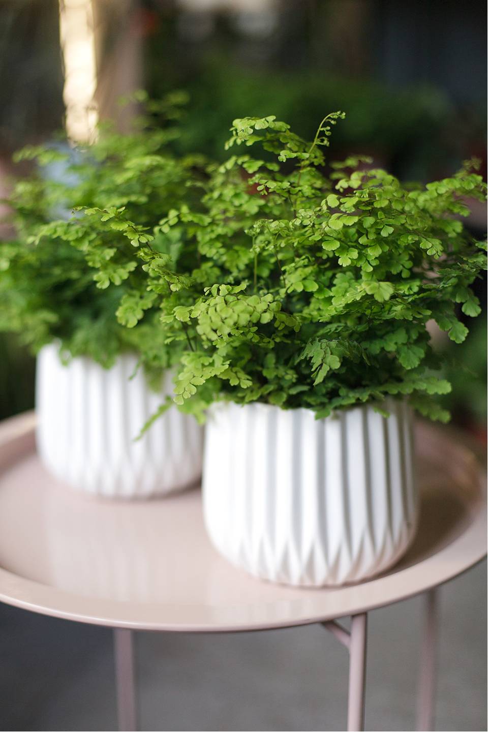 Адиантум (Венерин волос) 25-12 - быстрая доставка в Минске