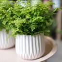 Адиантум (Венерин волос) 25-12 - миниатюра