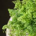 Адиантум (Венерин волос) 25-12 - с доставкой по Минску - миниатюра