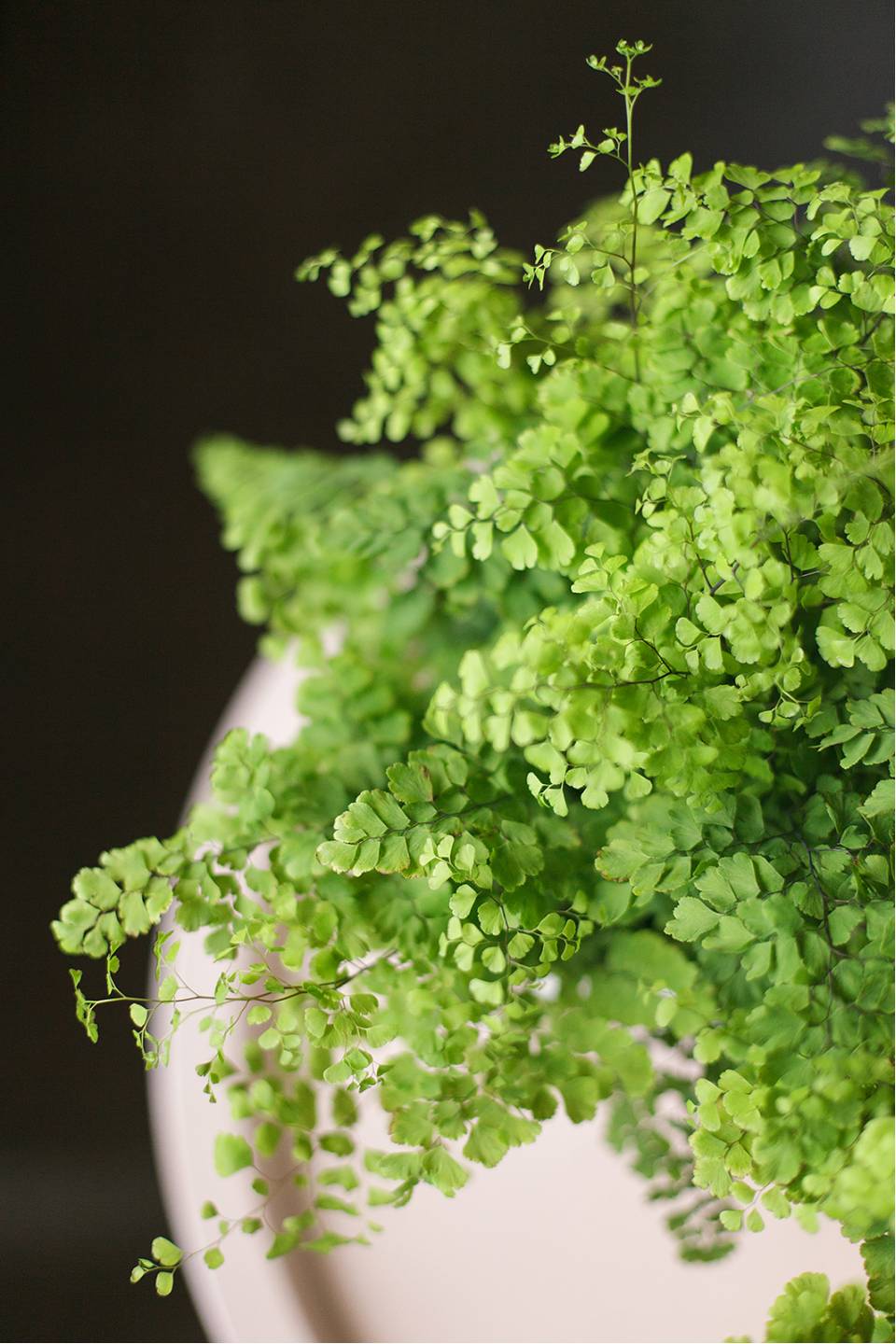 Адиантум (Венерин волос) 25-12 - с доставкой по Минску