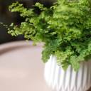 Адиантум (Венерин волос) 25-12 - с добавлением зелени - миниатюра 