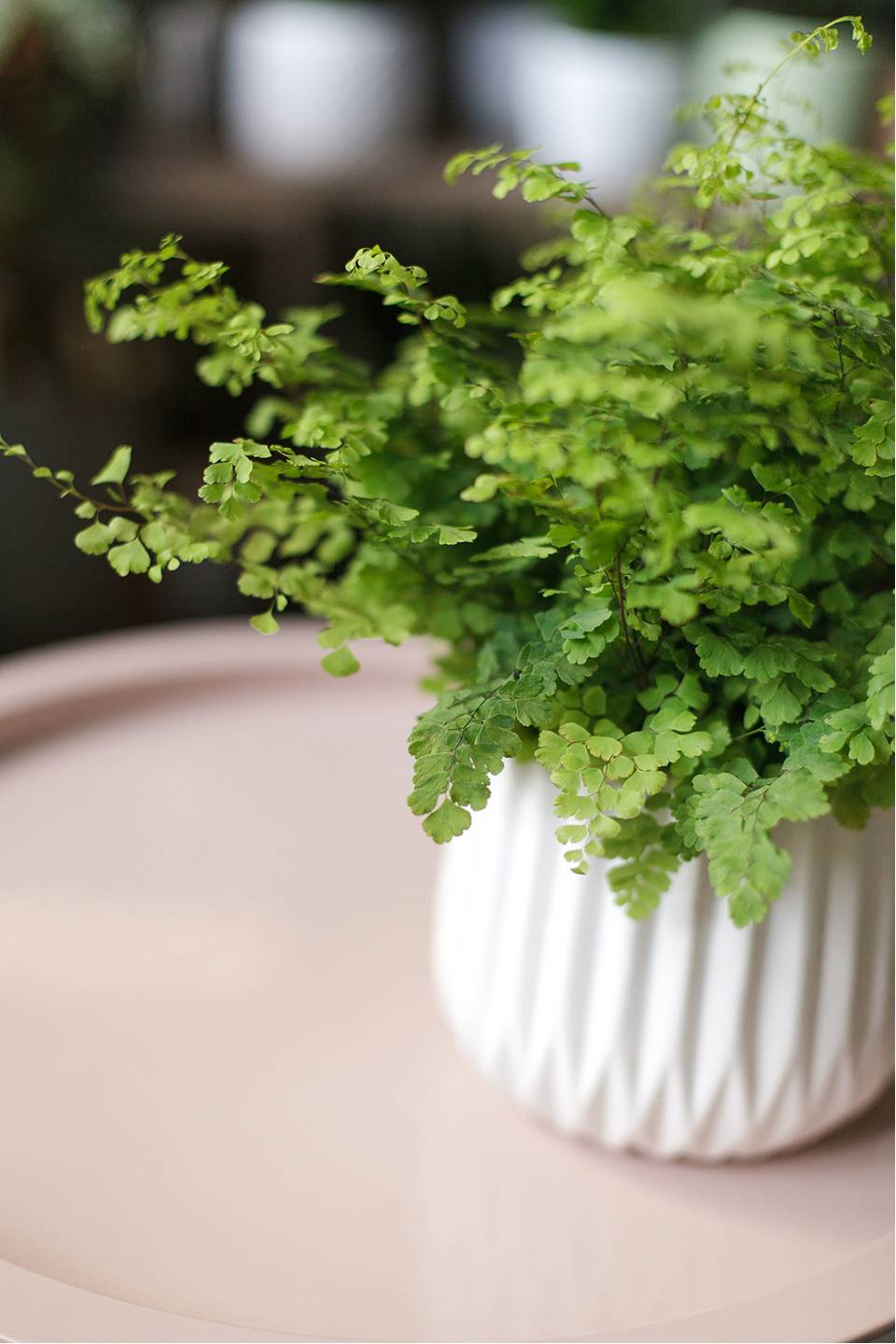 Адиантум (Венерин волос) 25-12 - с добавлением зелени