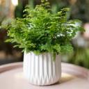 Адиантум (Венерин волос) 25-12 - подарочное оформление - миниатюра