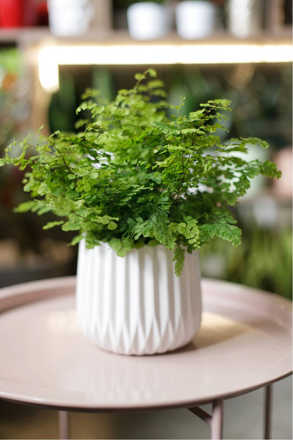 Адиантум (Венерин волос) 25-12 - подарочное оформление