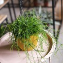 Рипсалис ампельный 25-17 - миниатюра