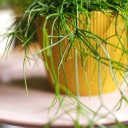 Рипсалис ампельный 25-17 - с добавлением зелени - миниатюра 