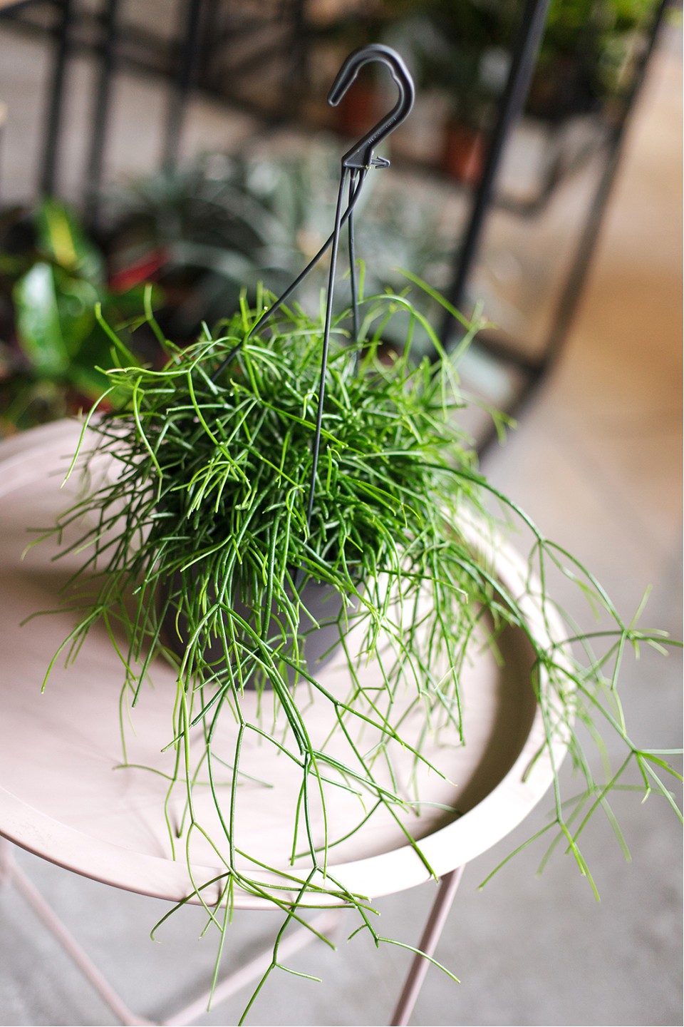 Рипсалис ампельный 25-17 - подарочное оформление