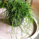 Рипсалис ампельный 25-17 - быстрая доставка в Минске - миниатюра