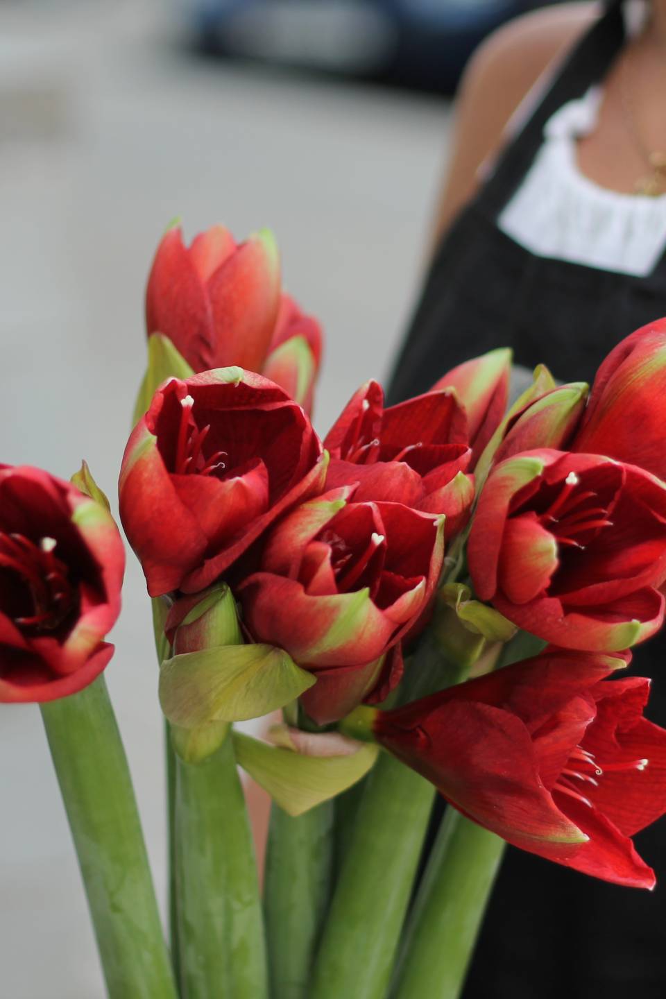 Амариллис Нимф - подарочное оформление