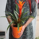 Бромелия (Bromelia) 50 см - миниатюра