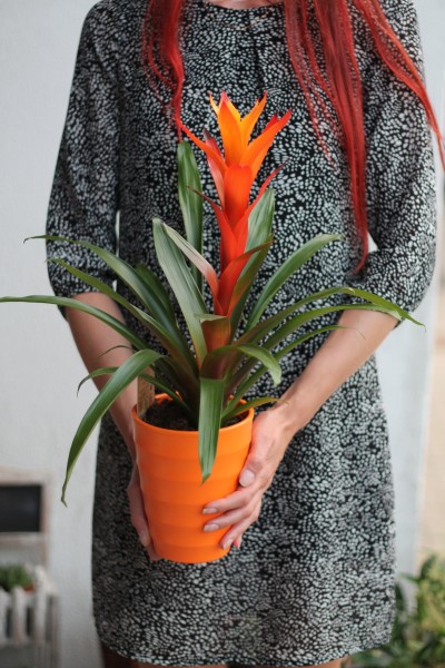 Бромелия (Bromelia) 50 см