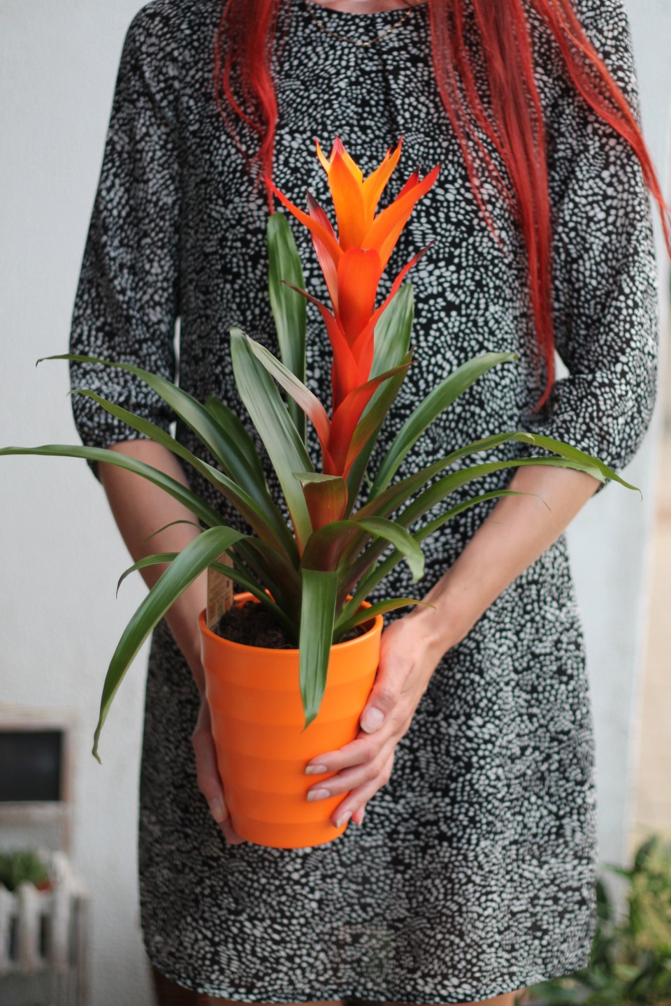 Бромелия (Bromelia) 50 см