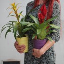 Бромелия (Bromelia) 50 см - с доставкой по Минску - миниатюра