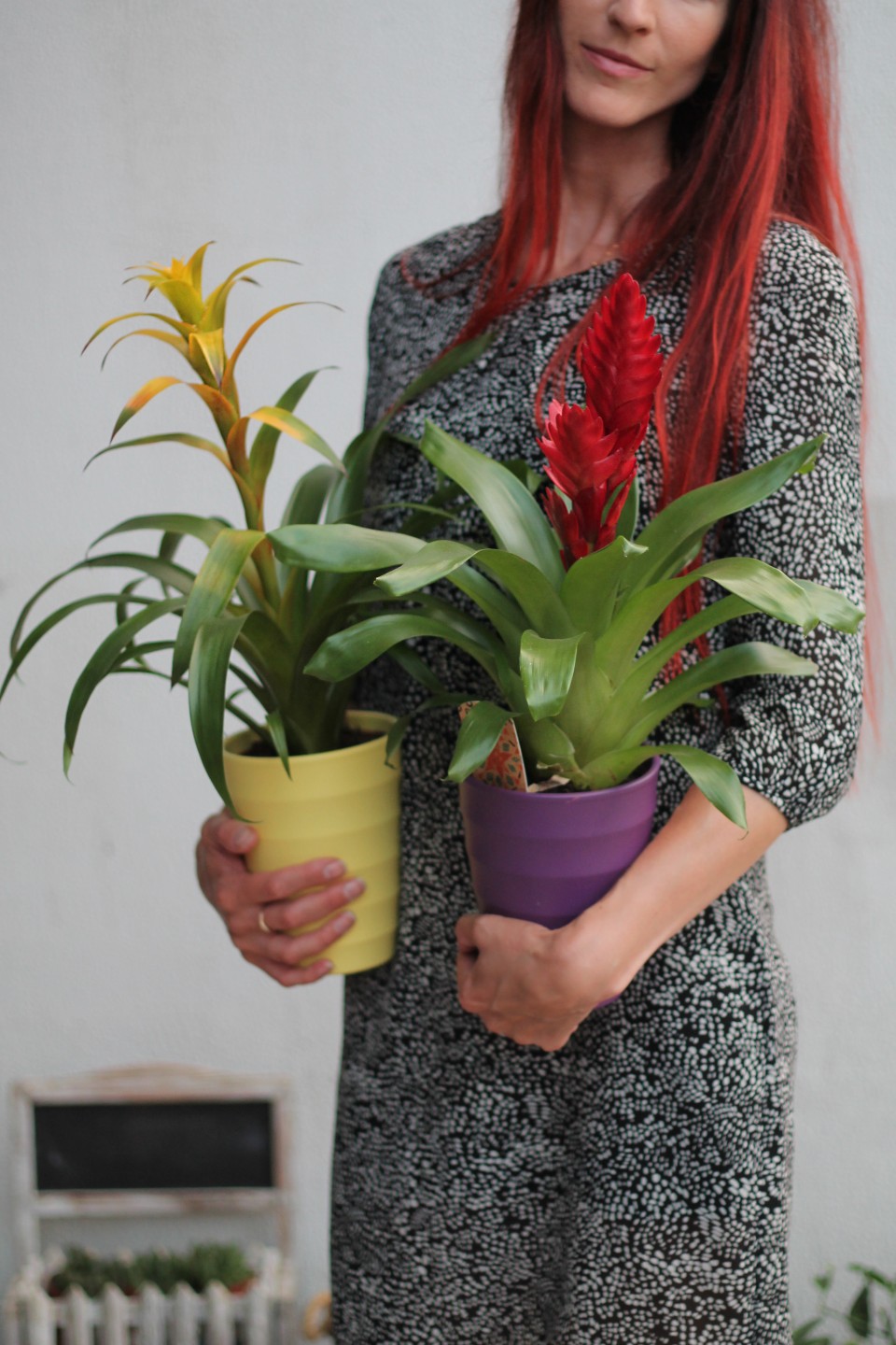 Бромелия (Bromelia) 50 см - с доставкой по Минску