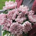 Хризантема Виена Пинк (Chrysanthemum Vienna Pink) - миниатюра