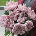 Хризантема Виена Пинк (Chrysanthemum Vienna Pink) - с доставкой по Минску - миниатюра