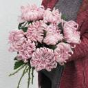 Хризантема Виена Пинк (Chrysanthemum Vienna Pink) - с добавлением зелени - миниатюра 