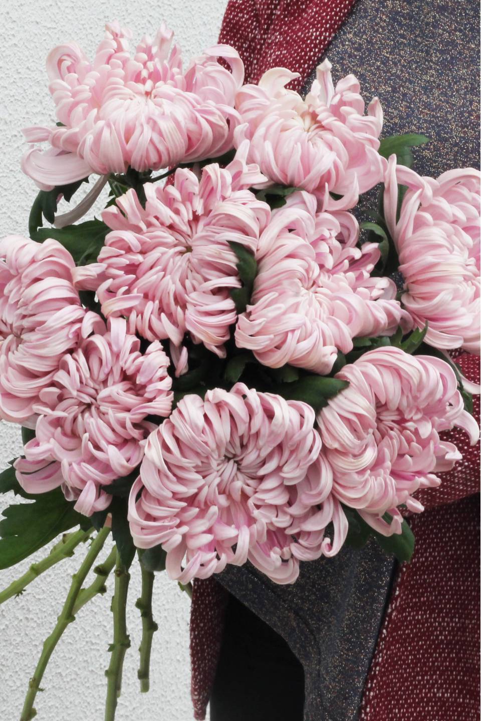 Хризантема Виена Пинк (Chrysanthemum Vienna Pink) - с добавлением зелени