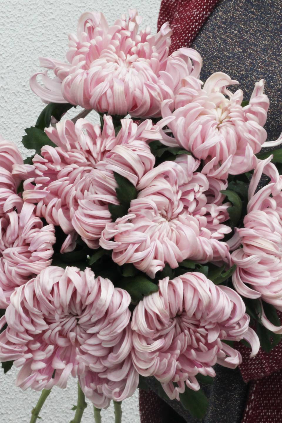 Хризантема Виена Пинк (Chrysanthemum Vienna Pink) - подарочное оформление