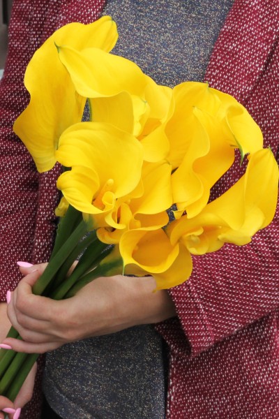 Калла желтая (yellow Сalla)