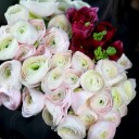 Ранункулюс Ханой - миниатюра