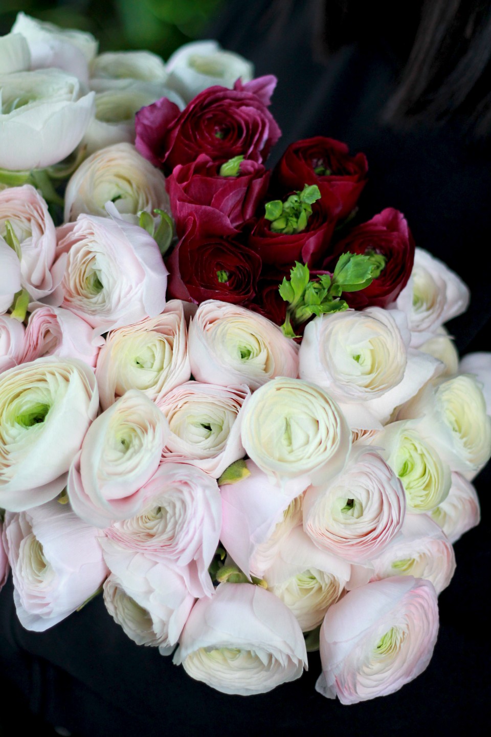 Ранункулюс Ханой - с добавлением зелени