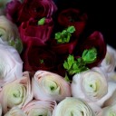 Ранункулюс Ханой - с доставкой по Минску - миниатюра