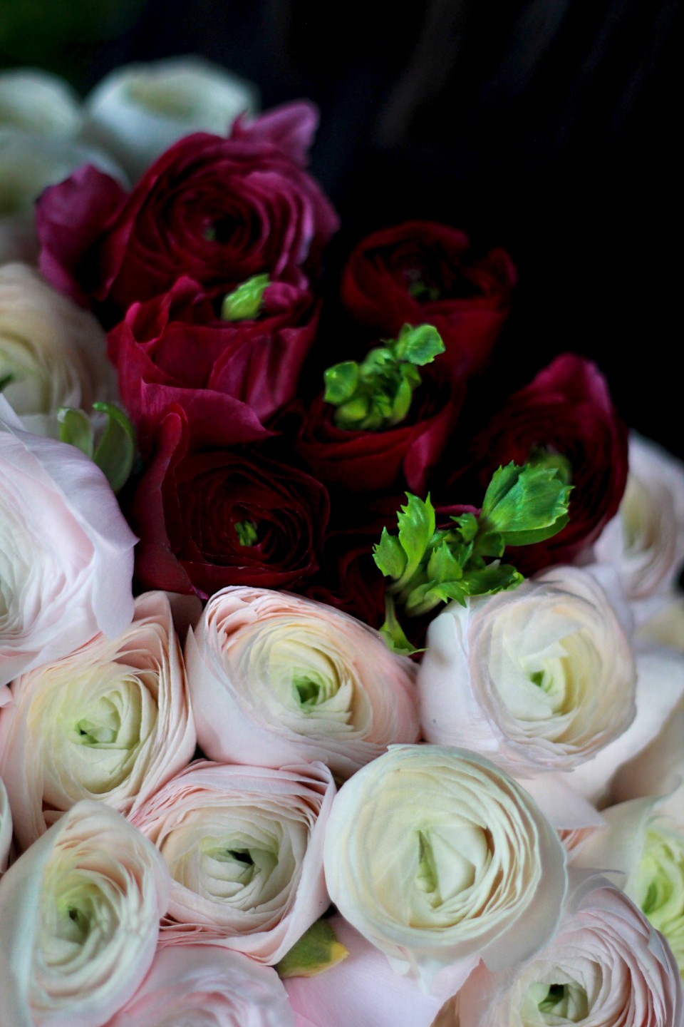 Ранункулюс Ханой - с доставкой по Минску