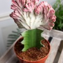 Эуфорбия Лактея кристата (Euphorbia lactea Cristata) в керам.кашпо - с доставкой по Минску - миниатюра