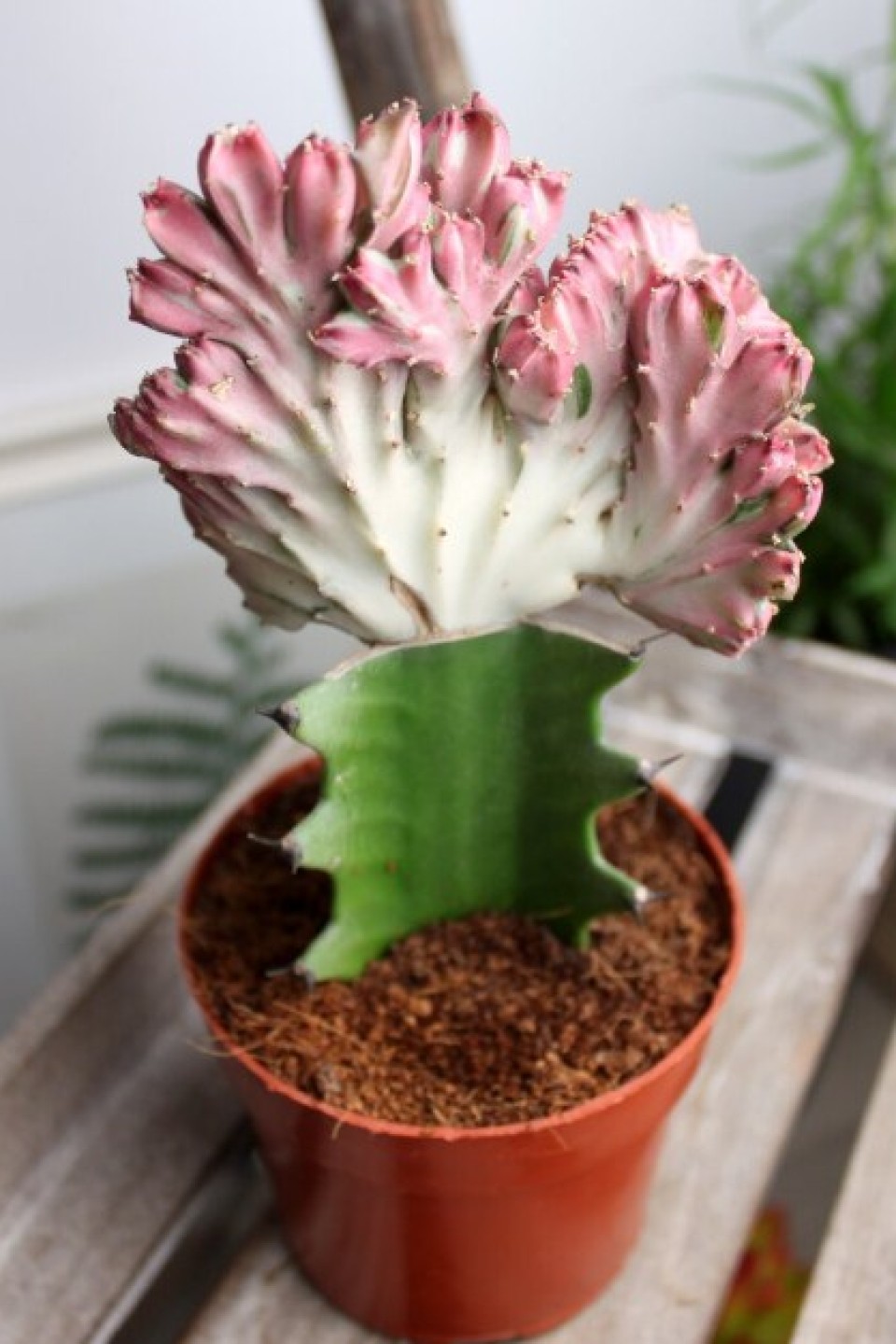 Эуфорбия Лактея кристата (Euphorbia lactea Cristata) в керам.кашпо - с доставкой по Минску