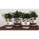 Кофе (Coffea in bonenpot) - миниатюра