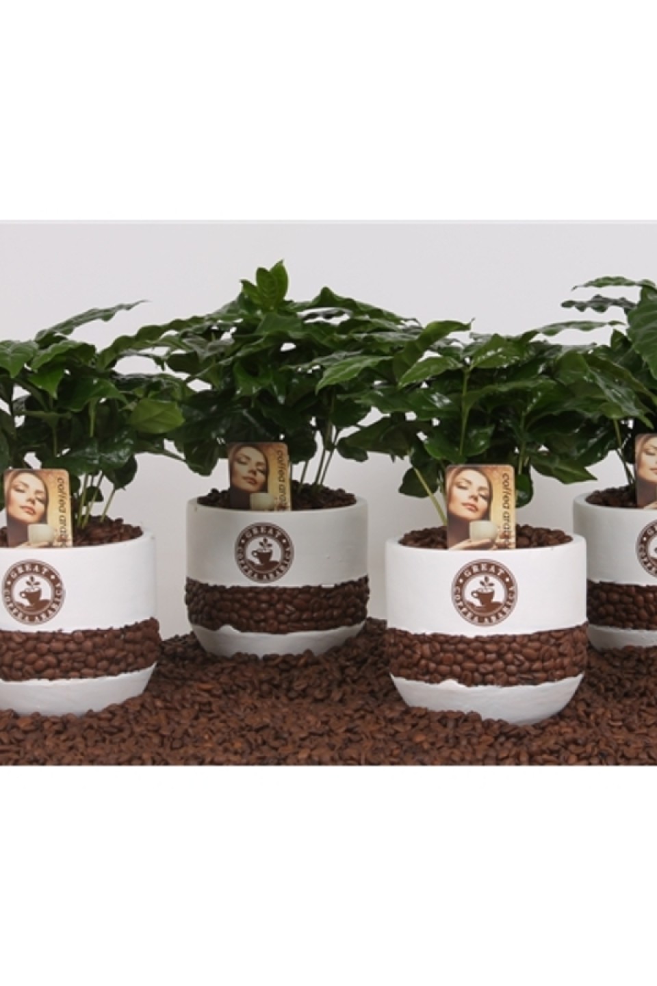 Кофе (Coffea in bonenpot)