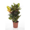 Codiaeum (Кодиеум) Petra - миниатюра