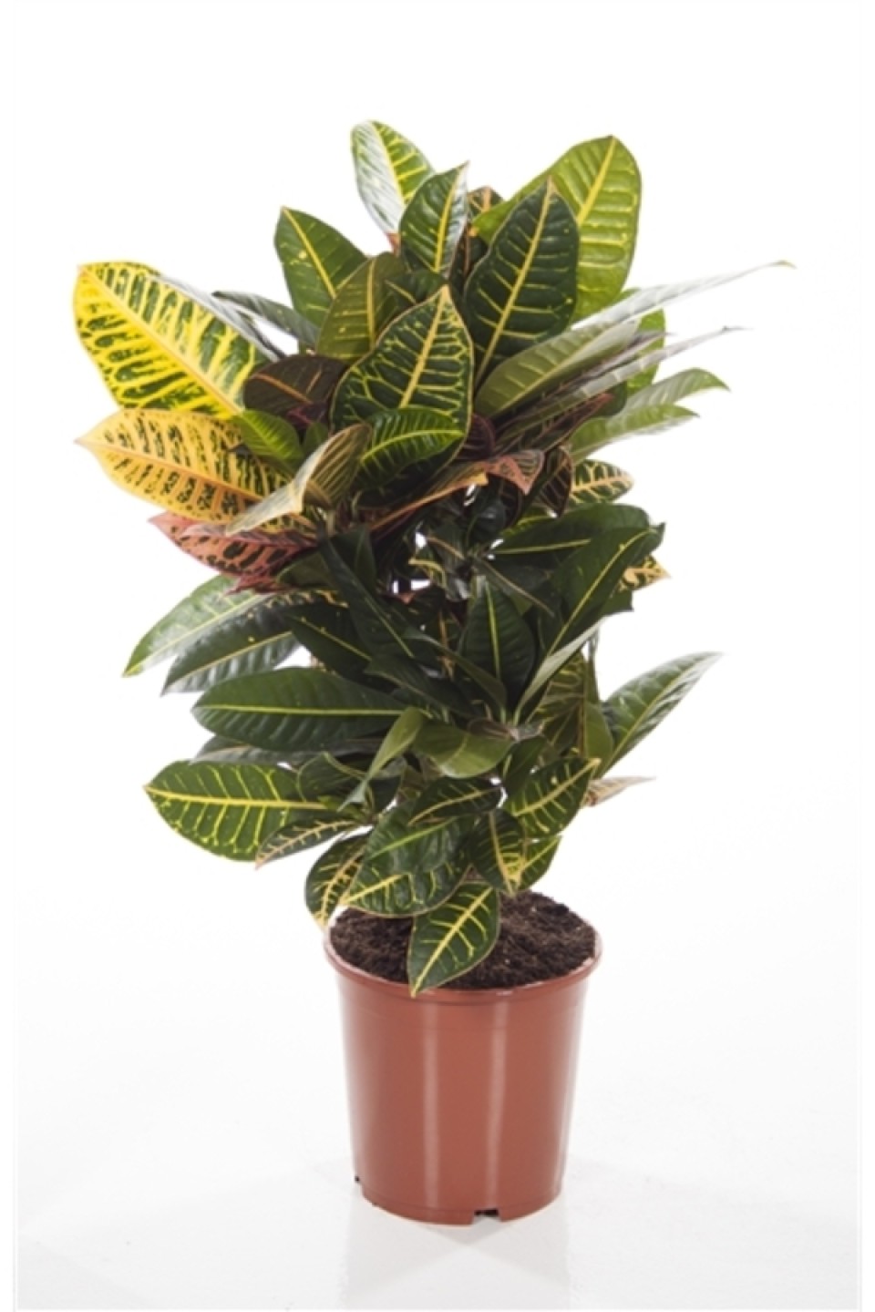 Codiaeum (Кодиеум) Petra