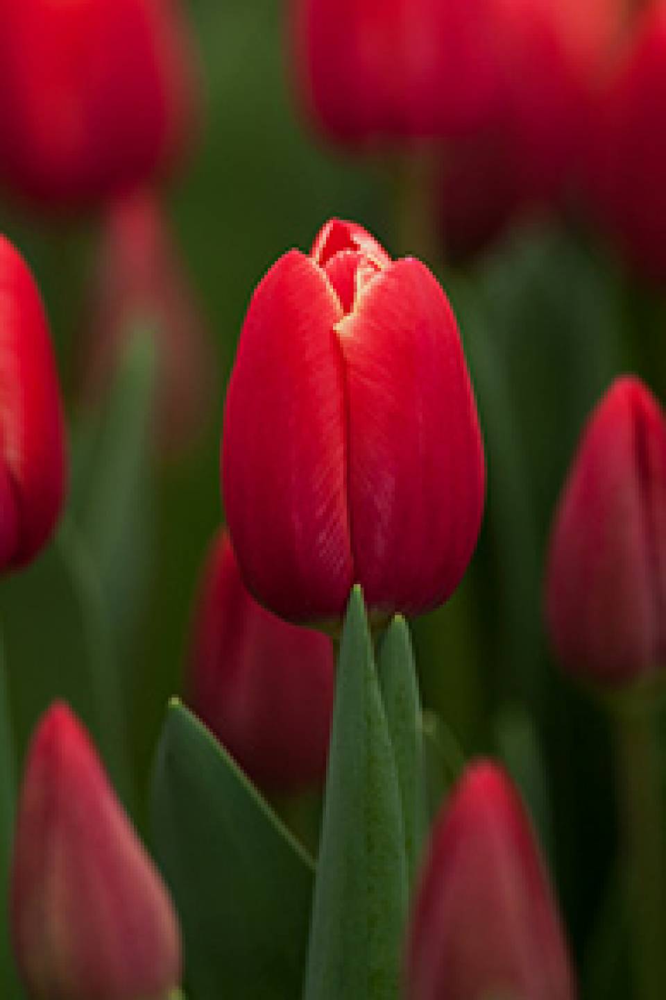 Тюльпан Kung Fu