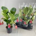 Мединилла (Medinella) 40-17 - миниатюра