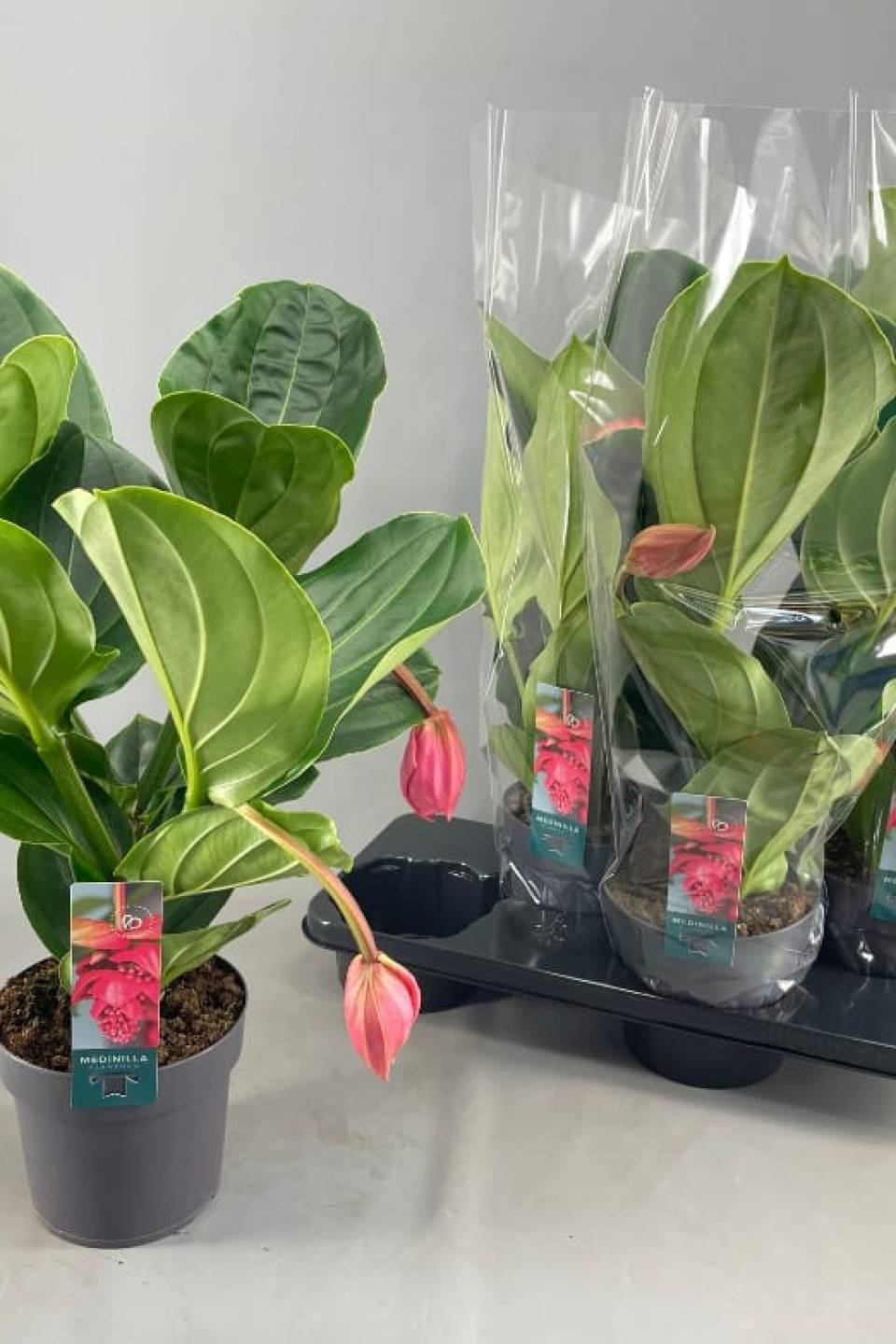 Мединилла (Medinella) 40-17