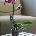 Орхидея Phalaenopsis (Фаленопсис) мини 40-9 - миниатюра