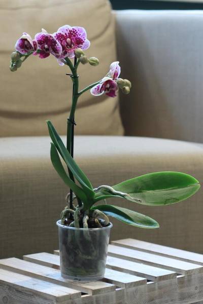 Орхидея Phalaenopsis (Фаленопсис) мини 40-9