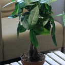 Пахира (Pachira) - миниатюра