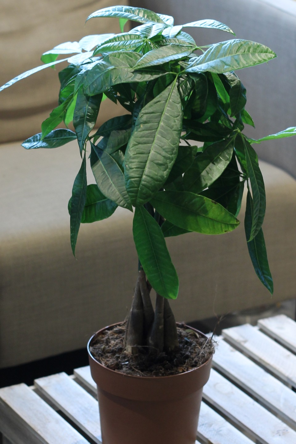 Пахира (Pachira)