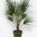 Хамеропс приземистый (Chamaerops Humilis) - с доставкой по Минску - миниатюра