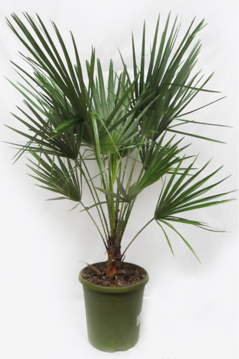 Хамеропс приземистый (Chamaerops Humilis) - с доставкой по Минску