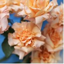 Роза французская Шиммер - миниатюра