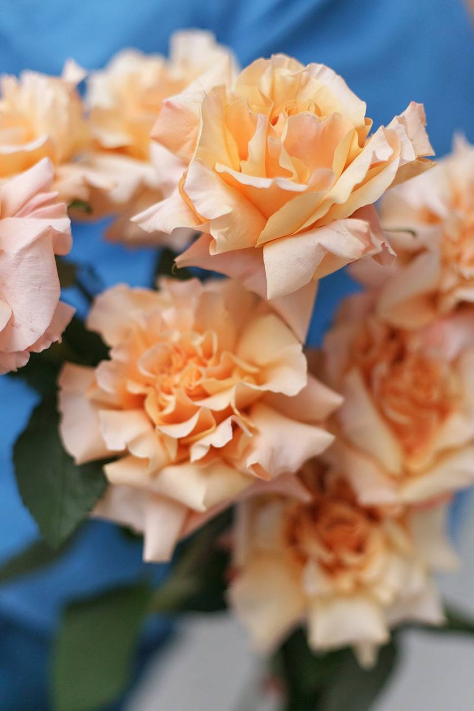 Роза французская Шиммер