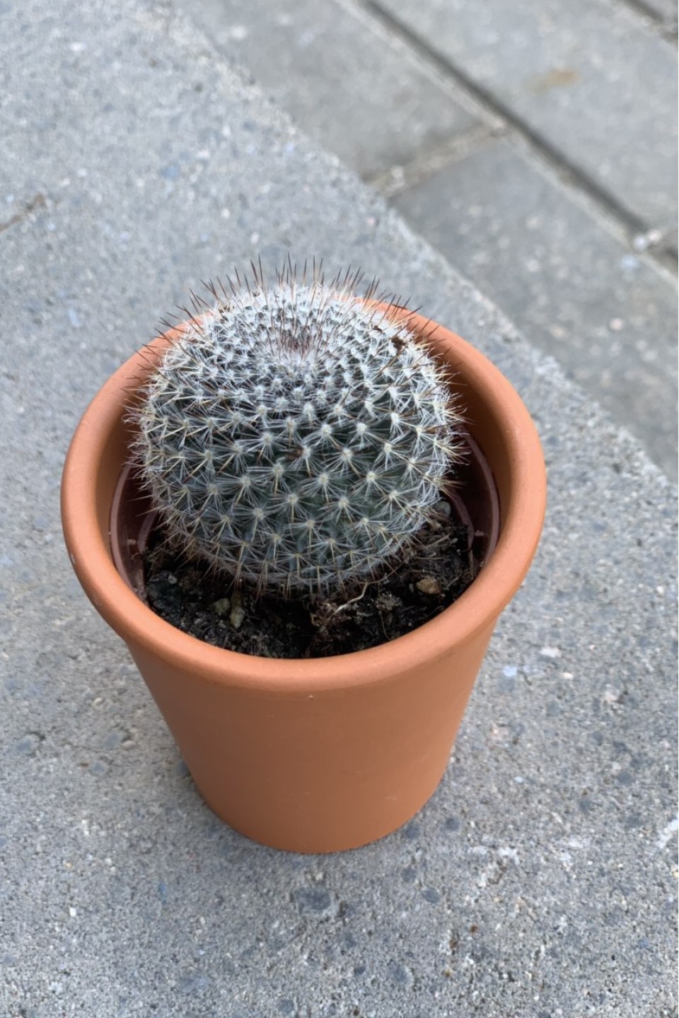 Кактус мини в глиняном горшочке